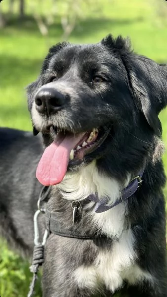 Regalo cane taglia grande  | Foto 0