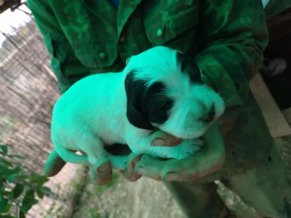 Setter Inglese | Foto 2