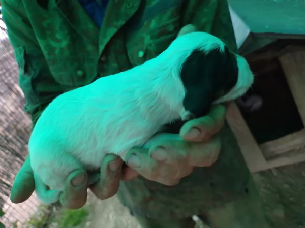 Setter Inglese | Foto 0