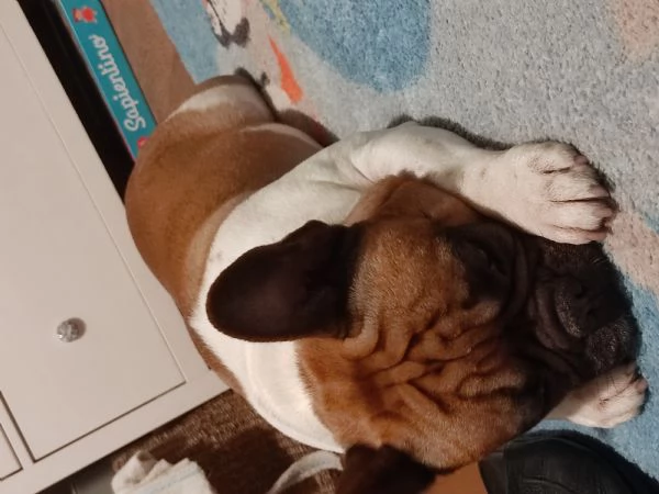 Regalo Bulldog francese