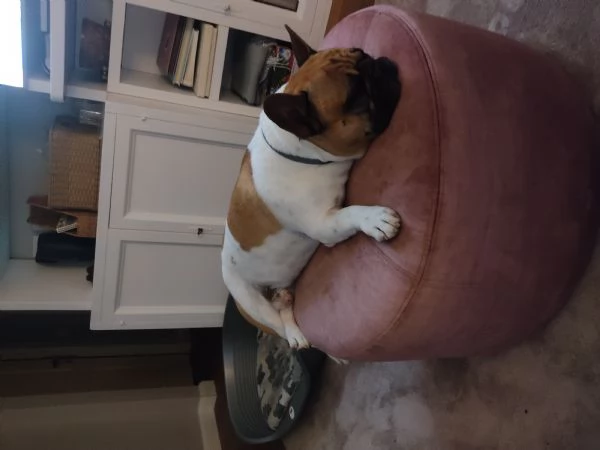 Regalo Bulldog francese | Foto 4