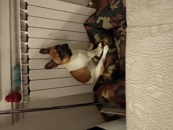 Regalo Bulldog francese | Foto 3