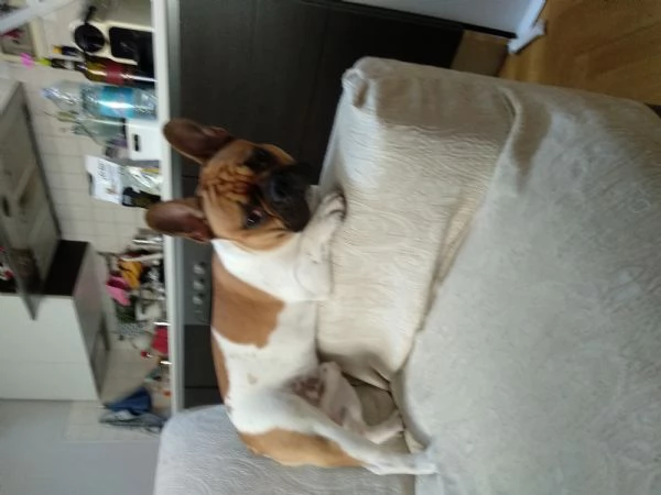 Regalo Bulldog francese | Foto 0