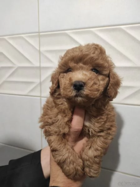 TOY barboncini RED  | Foto 2