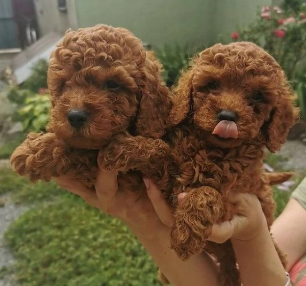 TOY barboncini RED  | Foto 1