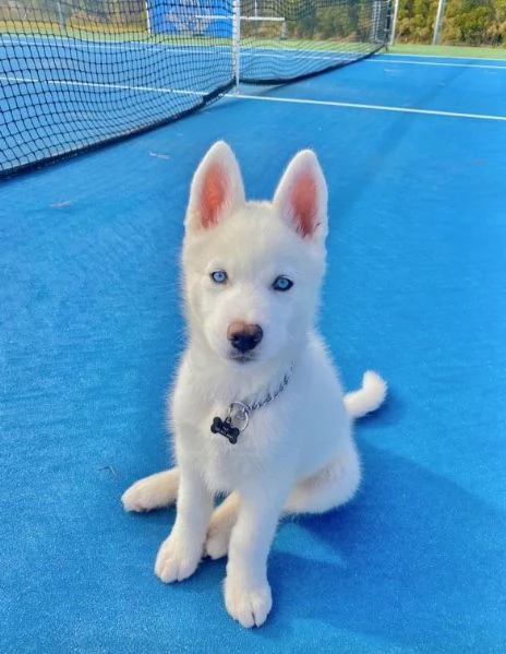Siberian Husky cuccioli maschio e femmina