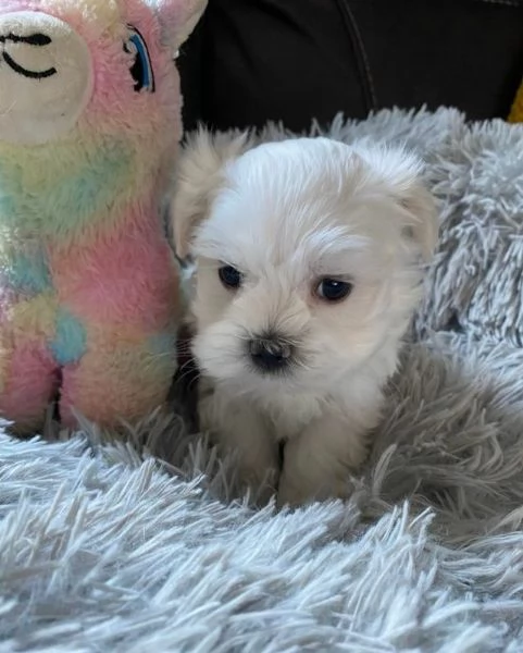 maltese cucciolo disponibile  | Foto 2