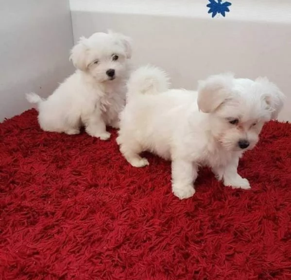 maltese cucciolo disponibile  | Foto 0
