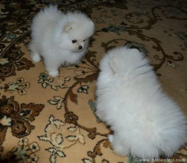 cuccioli di Pomerania per adozione regalo
