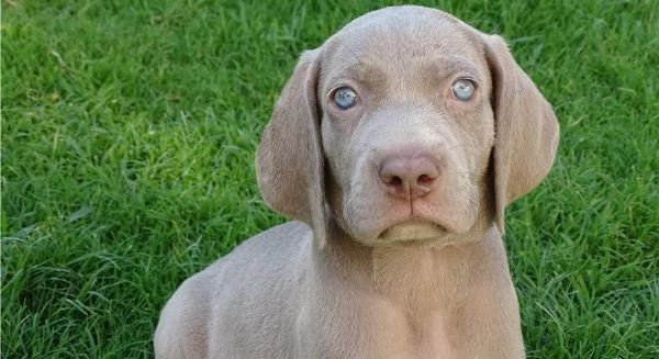Cuccioli di Weimaraner