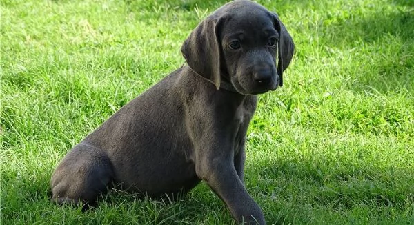 Cucciolo di Weimaraner Amy