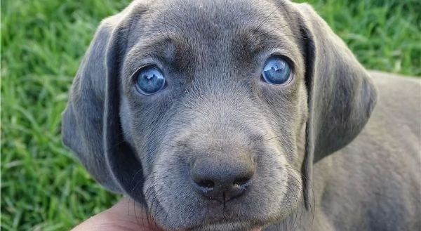 Cucciolo di Weimaraner Alisha