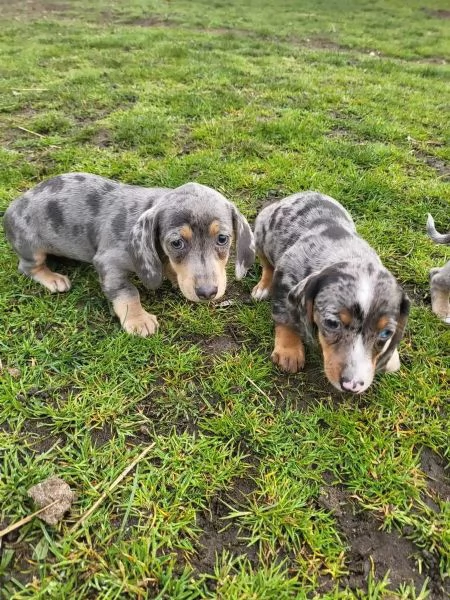 Disponibili cuccioli di Bassotto 