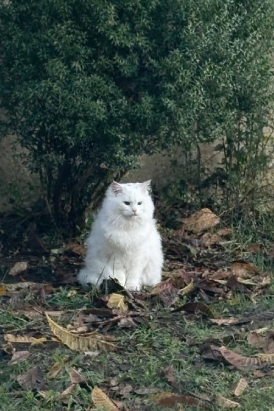 Maschio angora turco disponibile accoppiamento