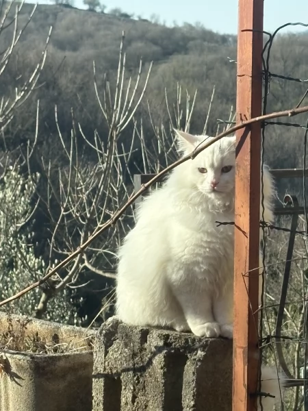 Maschio angora turco disponibile accoppiamento | Foto 1