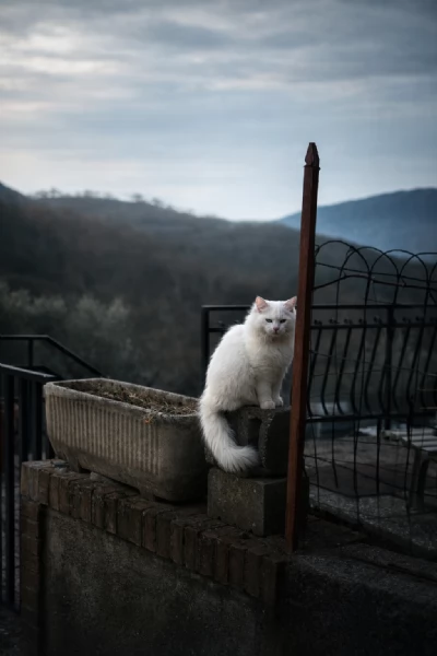 Maschio angora turco disponibile accoppiamento | Foto 0