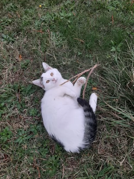 Micetti e mamma in adozione | Foto 3