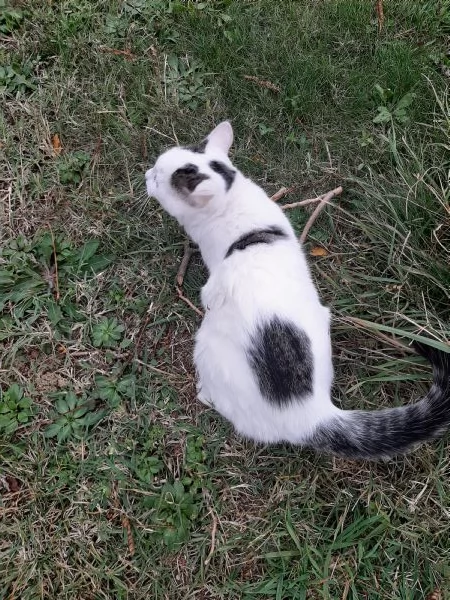Micetti e mamma in adozione | Foto 0