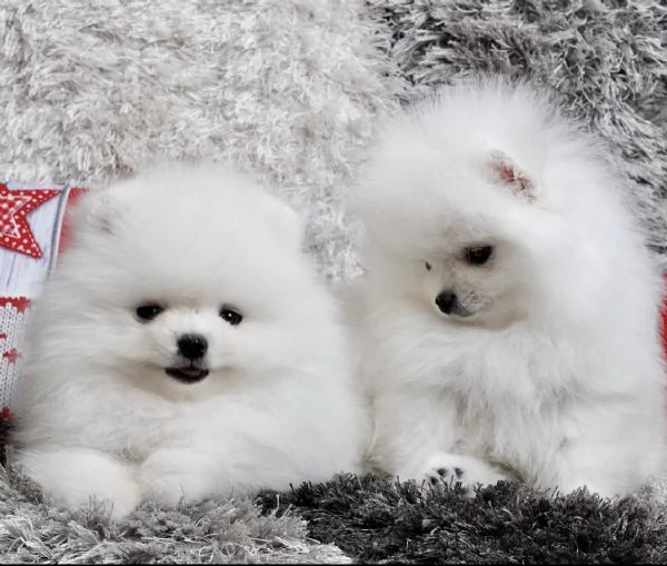 Bellissimo cucciolo di Pomerania maschio e femmina | Foto 3