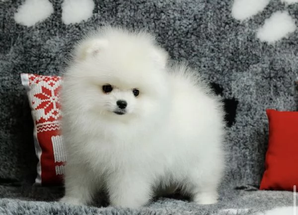 Bellissimo cucciolo di Pomerania maschio e femmina | Foto 2