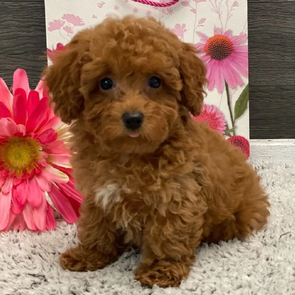 Bassotto nana (cuccioli maschio e femmina) | Foto 2