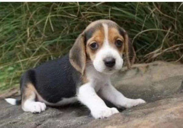 Beagle (cuccioli maschio e femmina) | Foto 0
