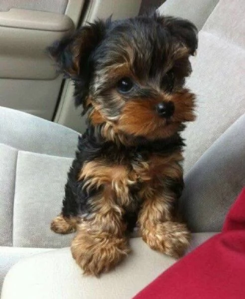 Yorkshire Terrier (cuccioli maschio e femmina)