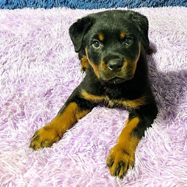 Rottweiler (cuccioli maschio e femmina) | Foto 0