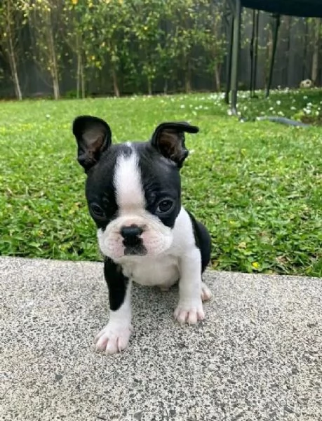 Boston terrier (cuccioli maschio e femmina)