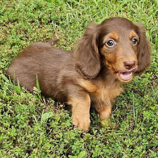 Bassotto (cuccioli maschio e femmina) | Foto 0