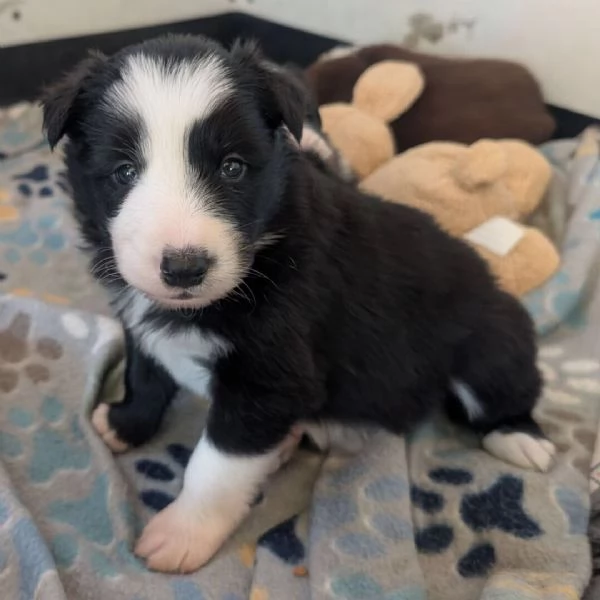 Border Collie (cuccioli maschio e femmina) | Foto 0