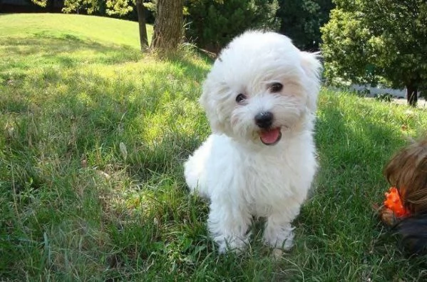 Bolognese (cuccioli maschio e femmina) | Foto 0