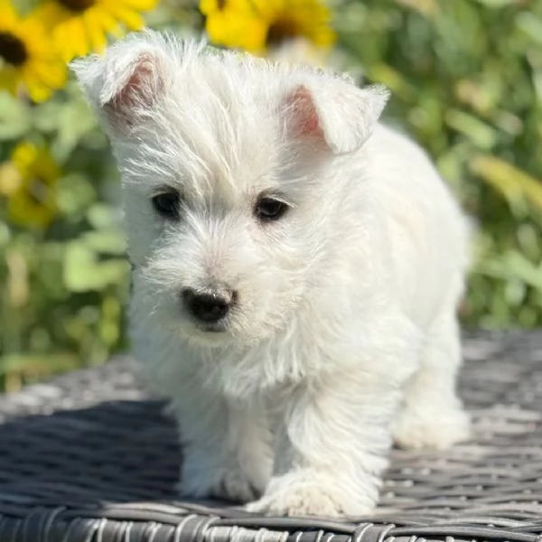 West Highland White Terrier (cuccioli maschio e femmina)