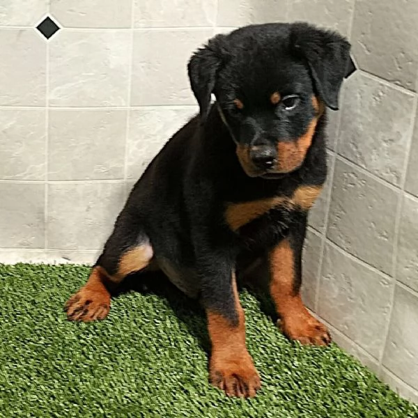 Rottweiler (cuccioli maschio e femmina) | Foto 0