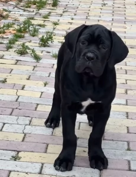 Cane Corso (cuccioli maschio e femmina) | Foto 0