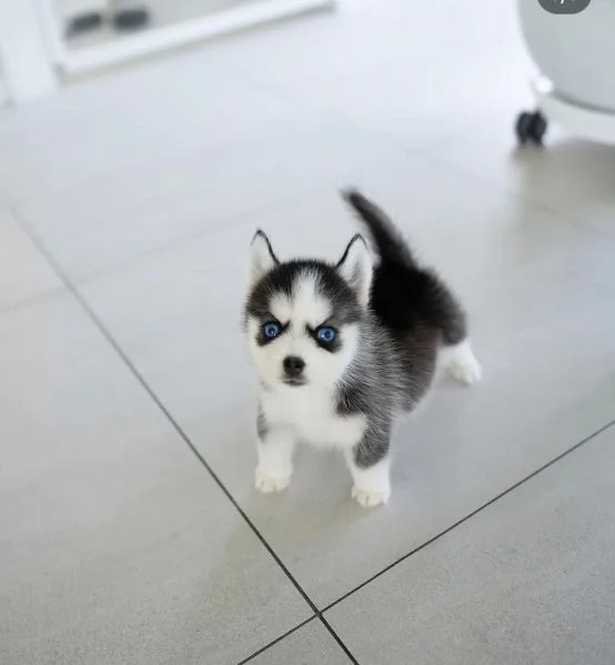 Siberian Husky (cuccioli maschio e femmina)