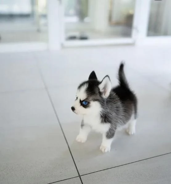 Siberian Husky (cuccioli maschio e femmina) | Foto 0