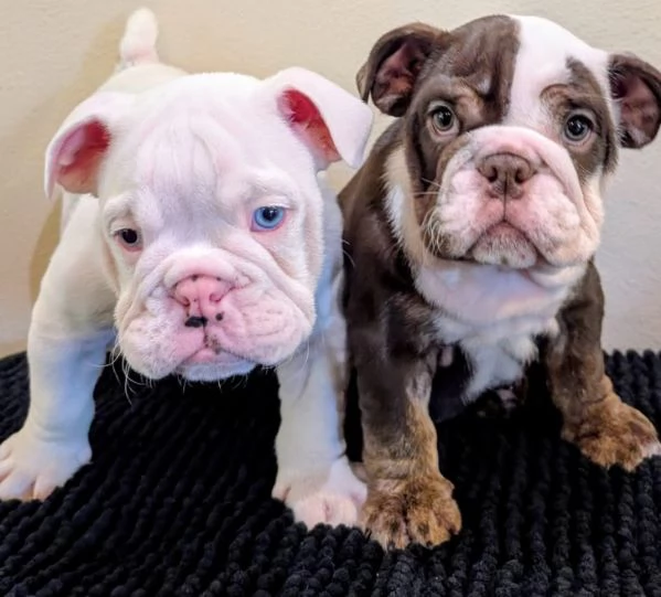 Bulldog Inglese (cuccioli maschio e femmina)
