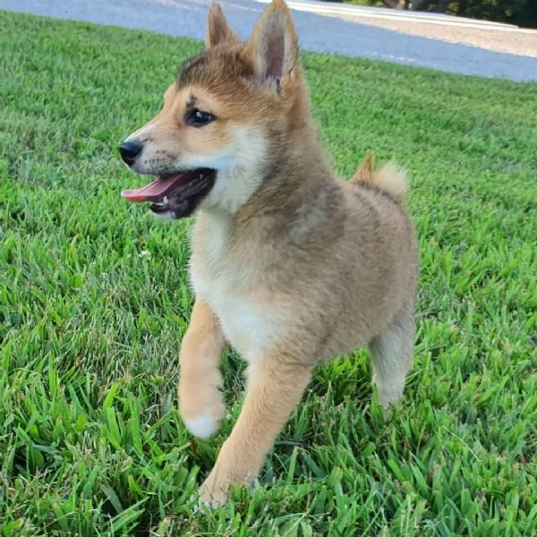 Shiba Inu (cuccioli maschio e femmina) | Foto 0