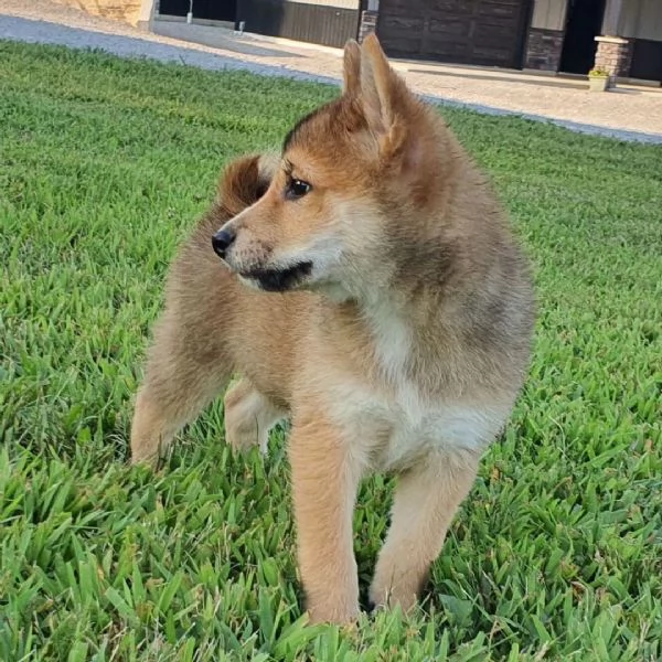 Shiba Inu (cuccioli maschio e femmina)