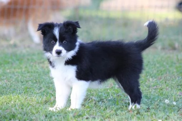 Border Collie (cuccioli maschio e femmina)