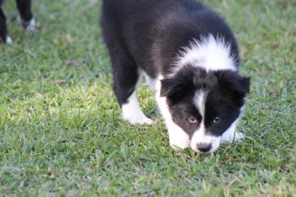 Border Collie (cuccioli maschio e femmina) | Foto 0