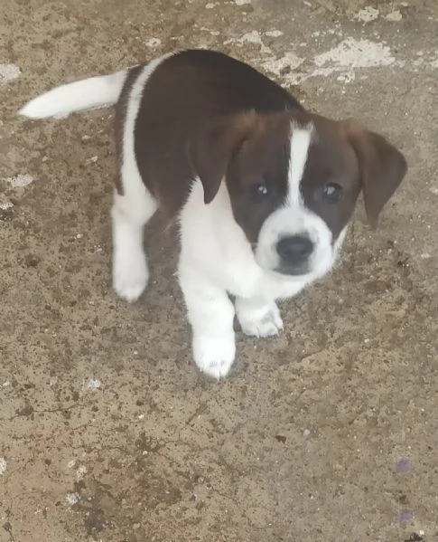 Regalo cucciolo di 2 mesi  | Foto 0