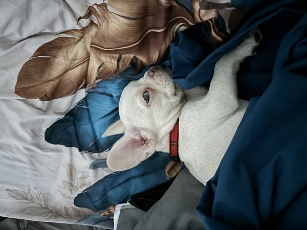 Cucciolo Bulldog francese con pedigree