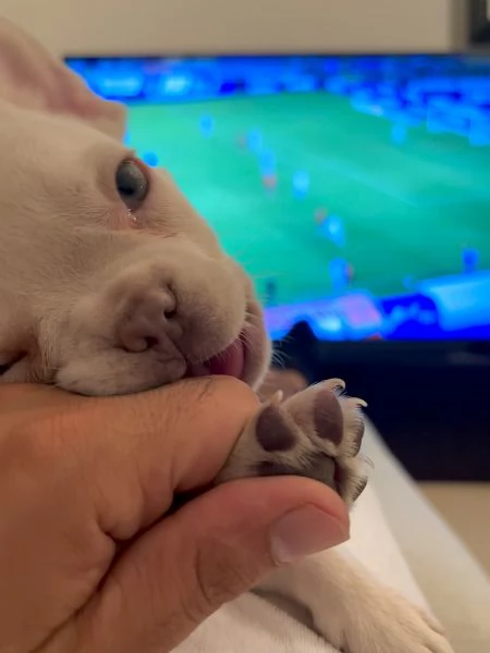 Cucciolo Bulldog francese con pedigree | Foto 6