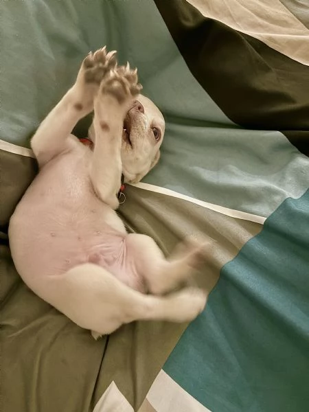 Cucciolo Bulldog francese con pedigree | Foto 5