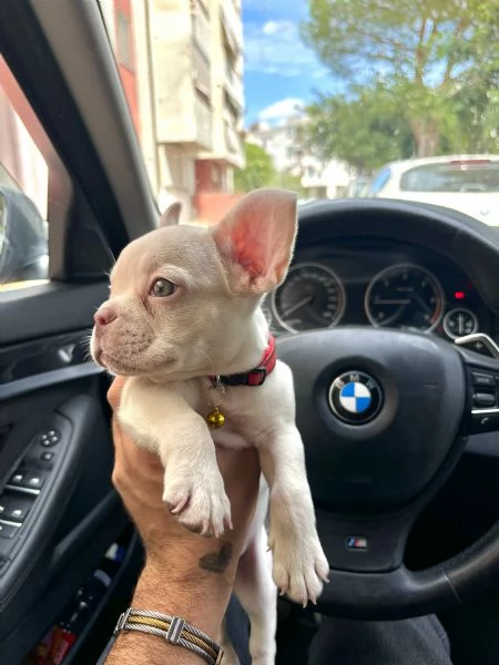 Cucciolo Bulldog francese con pedigree | Foto 4