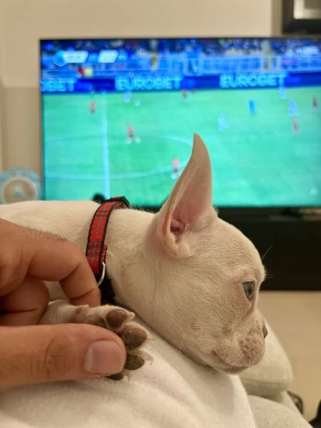 Cucciolo Bulldog francese con pedigree | Foto 3