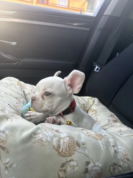 Cucciolo Bulldog francese con pedigree | Foto 2