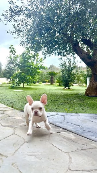 Cucciolo Bulldog francese con pedigree | Foto 1